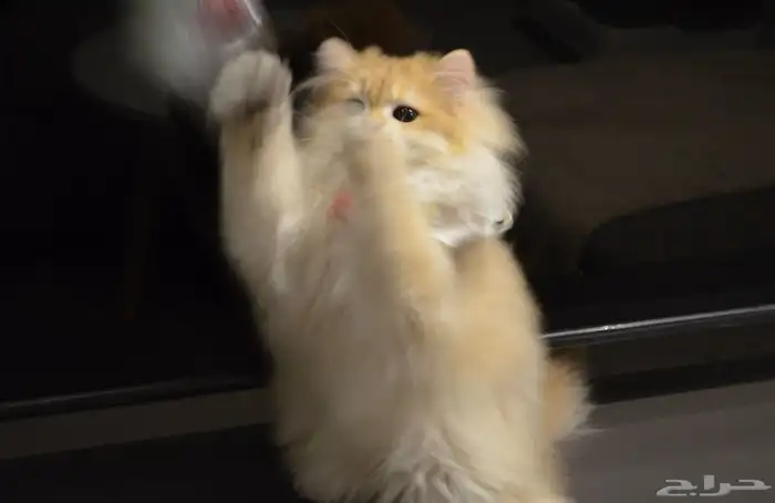 برتش سكوتش لونق هير luxury cat VIP مسجل 7