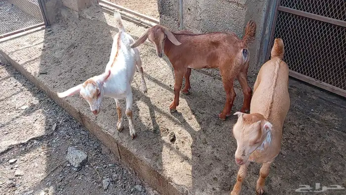 دواغير جفار معزا 0