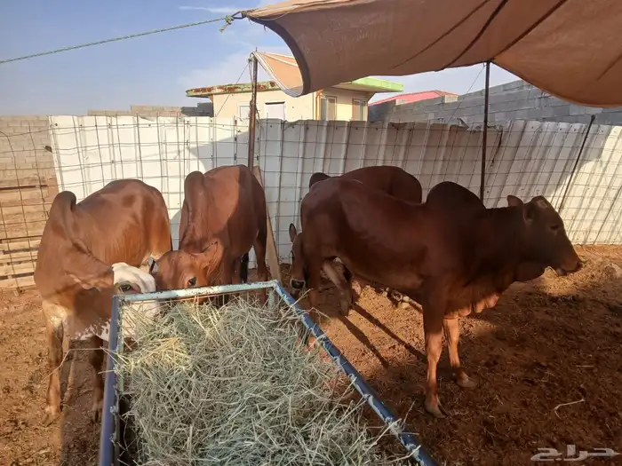 حسلان بلدي 2