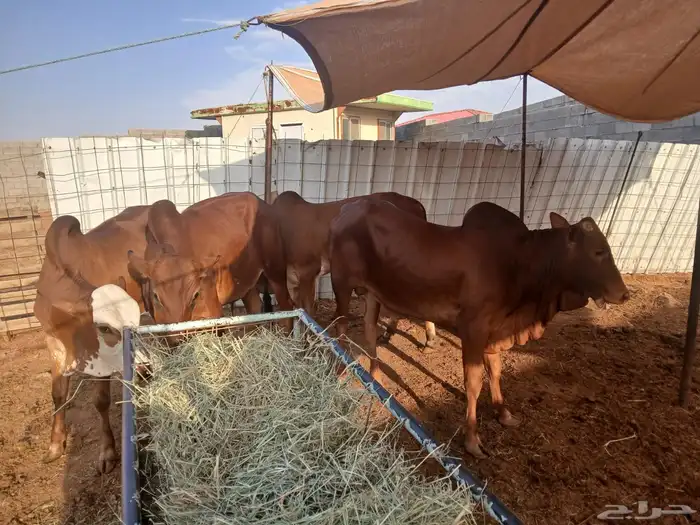 حسلان بلدي 1