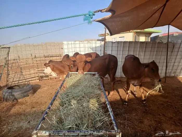 حسلان بلدي 0