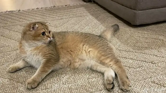 للبيع ذكر سكوتش فولد بيور 0