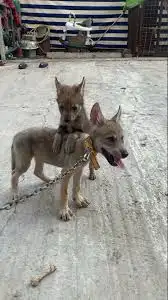 مطلوب جرو ذيب ف الطايف 0