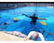 تدريب سباحه وتأهيل للدورات العسكريه 0