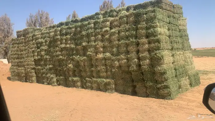 برسيم صافي 0