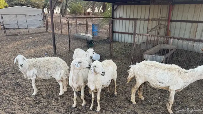 للبيع حريات 0