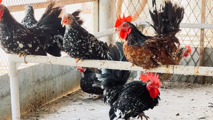 جابنيز قزم للبيع في بيشة 0