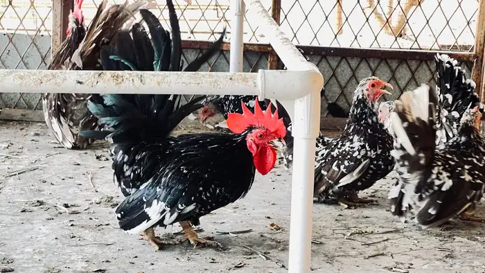 جابنيز قزم للبيع في بيشة 1