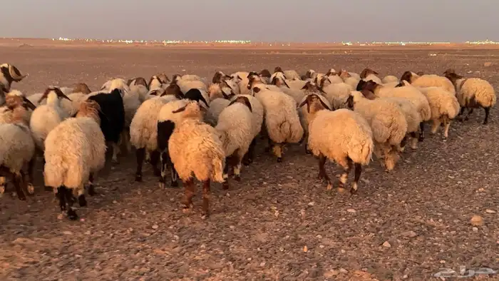 عدد 110 غنم نعيم للبيع 4
