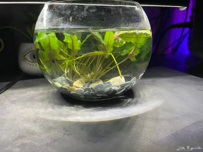 حوض شريمب صغير 3