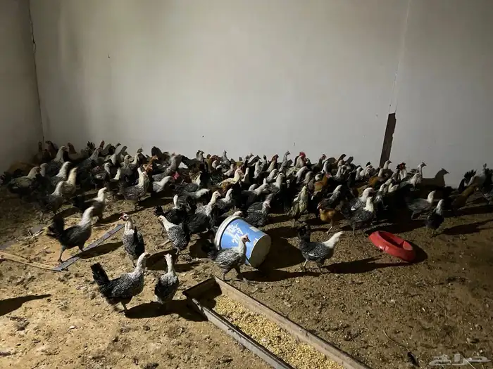 دجاج بياض العدد 175 أنواع فيومي وبلدي 0