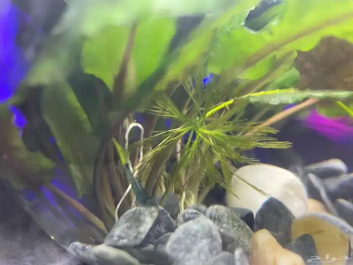 حوض شريمب صغير 5