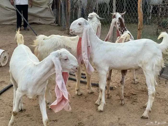 3 جفار وتيس هولنديات مطوره للبيع 2