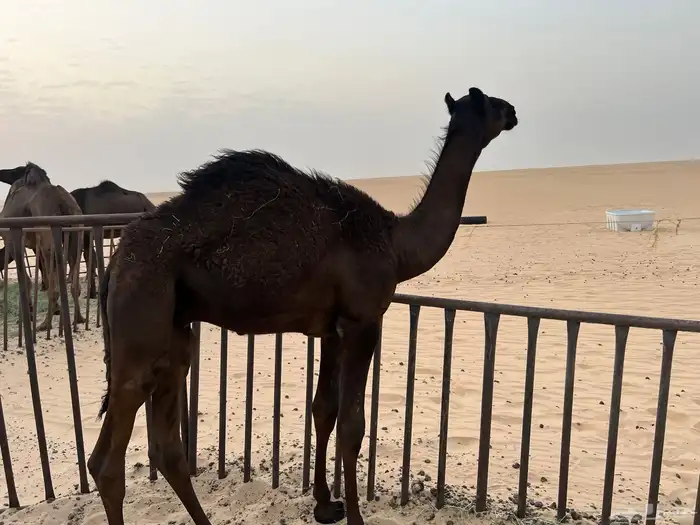 للبيع قعود حوار سمين وطيب 1