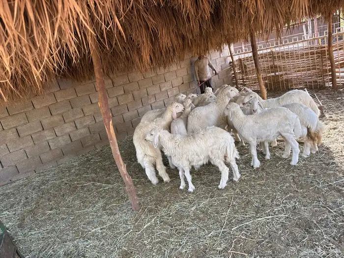 بهم ذبايح حري المزاحمية المشاعلة 1