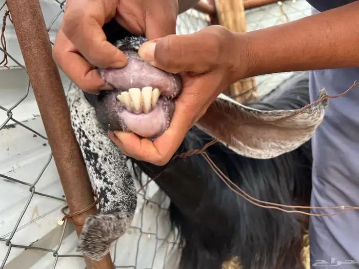 عنز ونعجه حيل 5