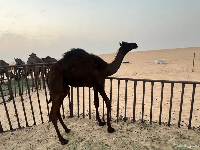 للبيع قعود حوار سمين وطيب 0