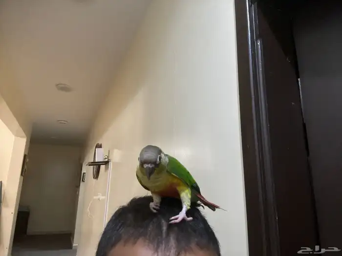 كنيور 2