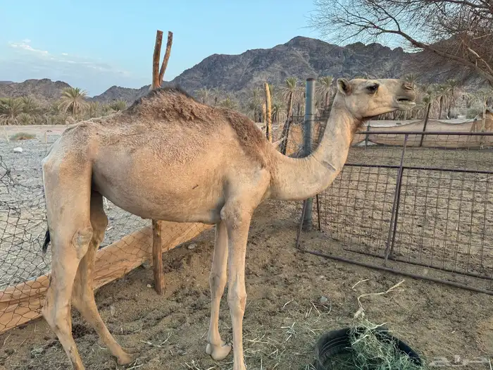 بكره للبيع 0