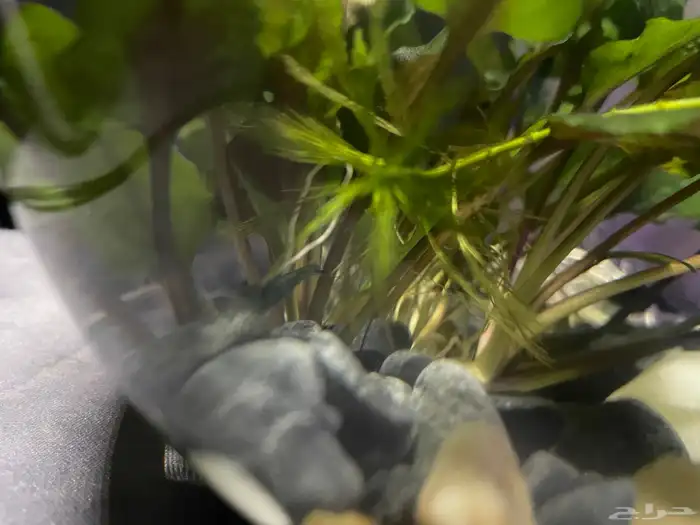 حوض شريمب صغير 2