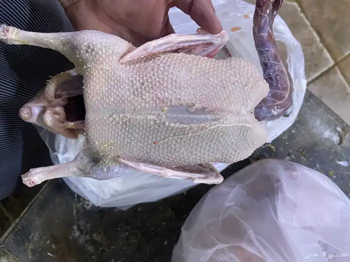 بط بكين 2