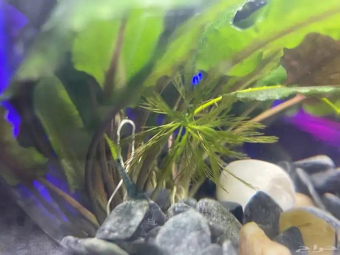 حوض شريمب صغير 1