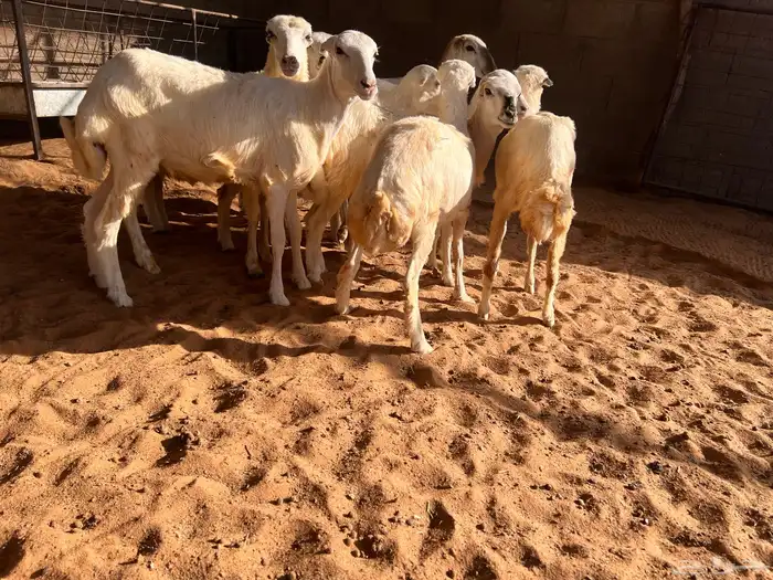 رخال رفيدي 3