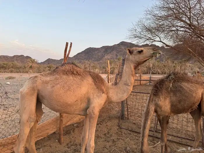 بكره للبيع 1