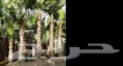 من المزرعه مباشرة 26