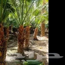 من المزرعه مباشرة 24