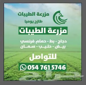 علف تزرعها مره تكفيك سنين 0