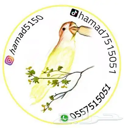 فروخ صن كنيور ((( تم البيع خارج الموقع ))) 2