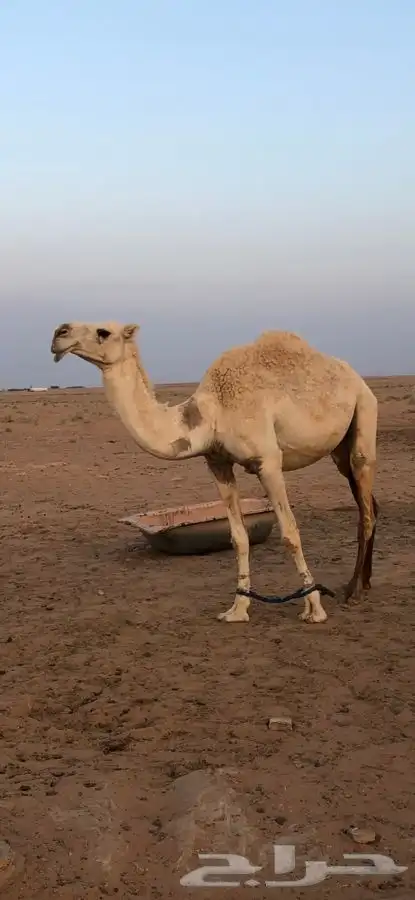 ضروبه وضحى كفو 1