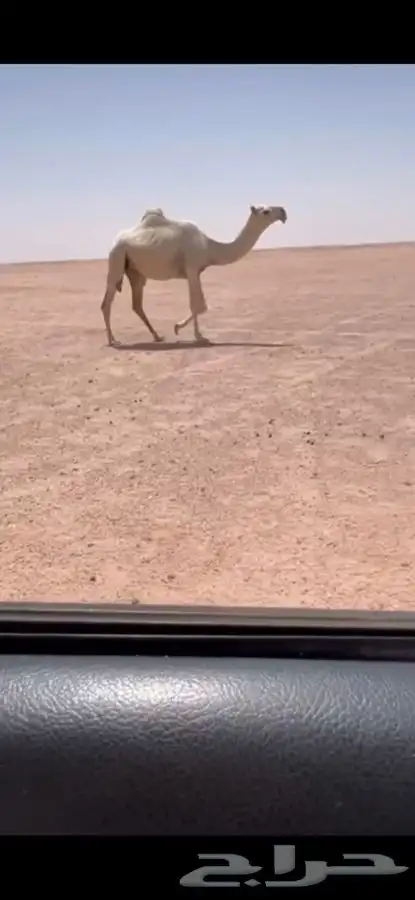 للبيع بكره رمانيه لقحه كفووو 0