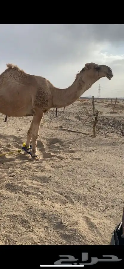 بعير تمامي واقبل البدل 6