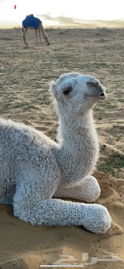جمل كفو رماني 6