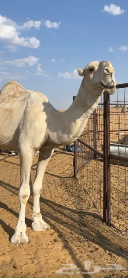 جمل كفو رماني 0