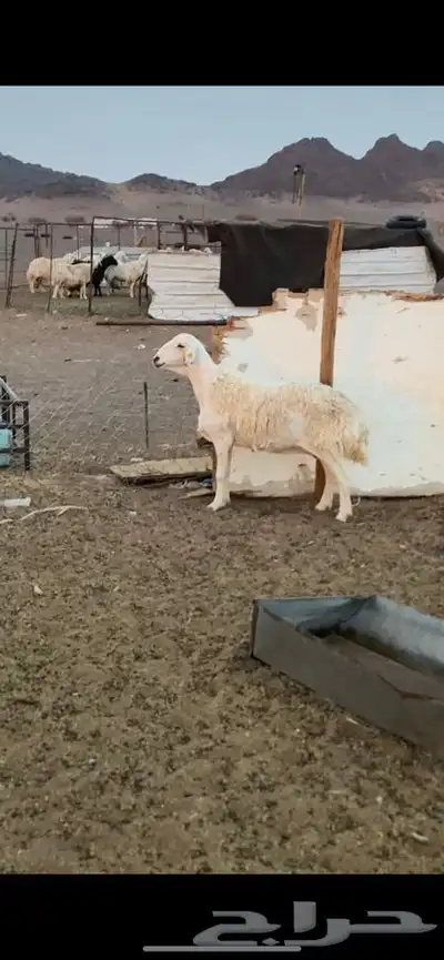 للبيع نعجه 0