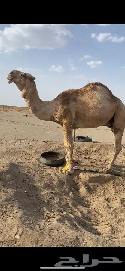 بعير رماني للبيع او البدل 1