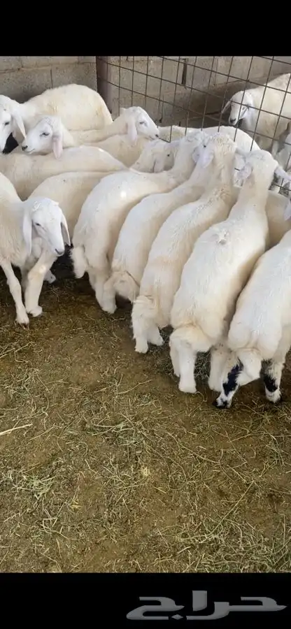 طليان العدد 15 1