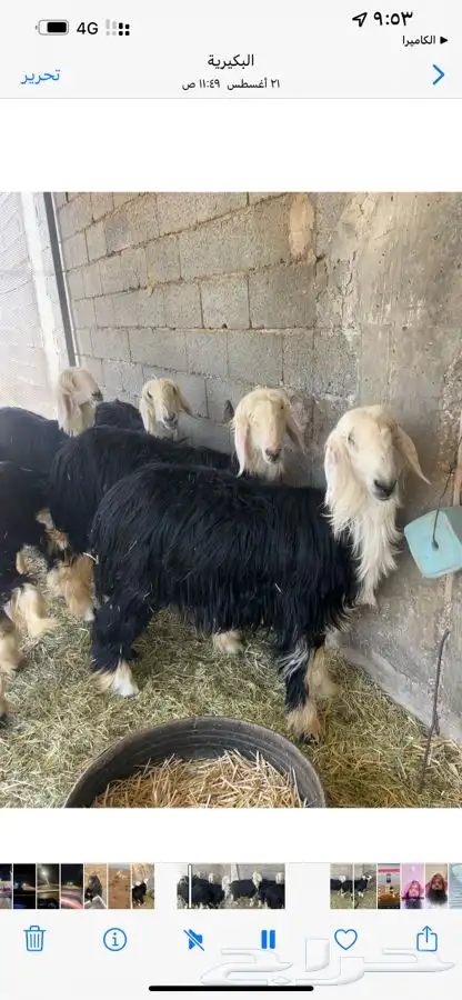 رخال نجد صنف 0