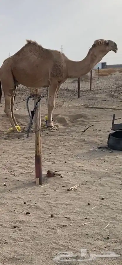 بعير تمامي واقبل البدل 7