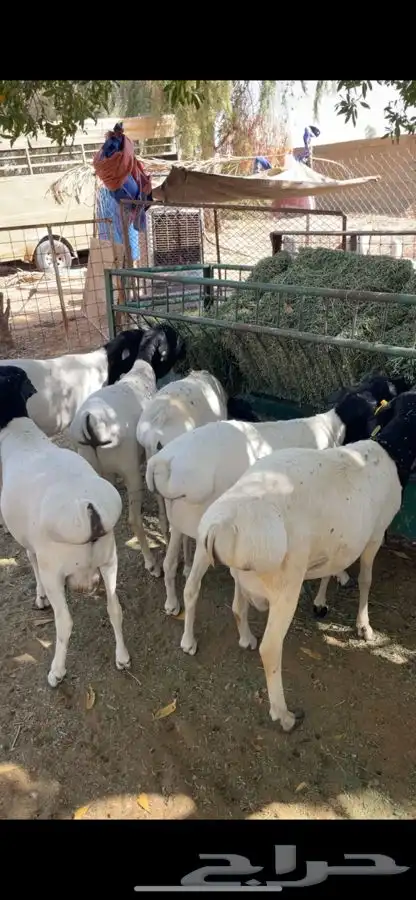 برابر فل شحم 0