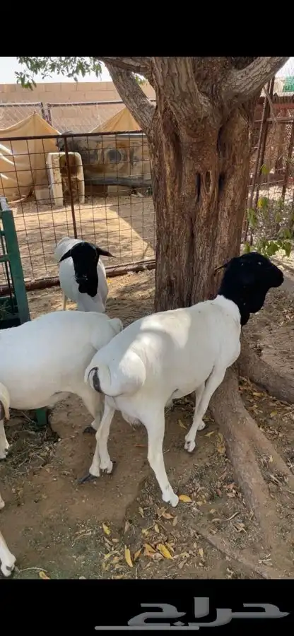 برابر فل شحم 1