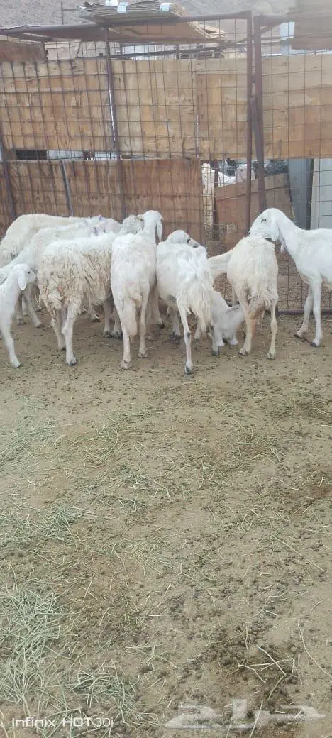 نعاج حبص مضاريع 1