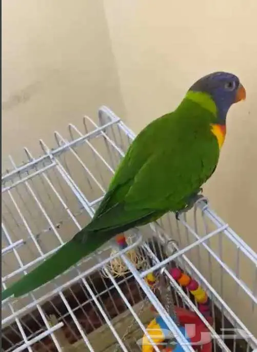 لوري رينبو حجم ماشاء الله 0
