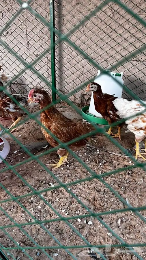 دجاج لوهمان 2