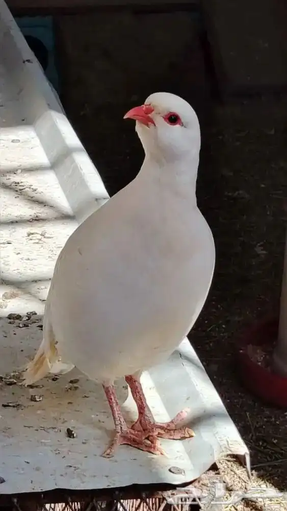 حجل روسي منتج 0