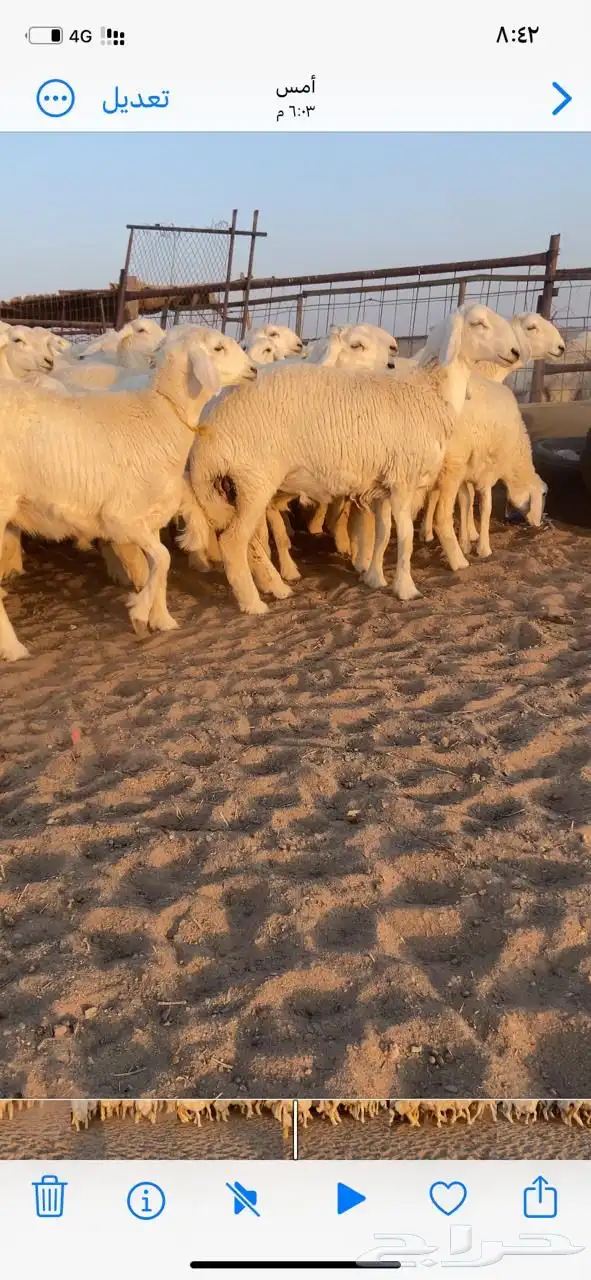 رخال حري مقاني 0