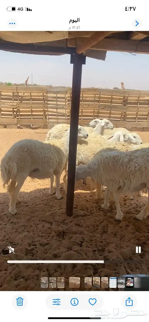 غنم صنف للبيع 6